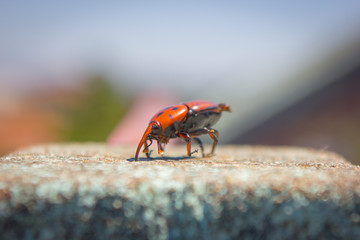 A small red insect