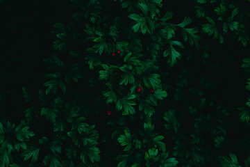 Naklejka na ściany i meble dark green leaves, abstract flora texture