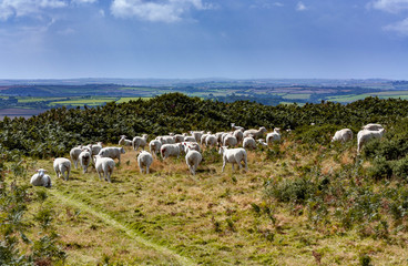 Obraz premium flock of sheep