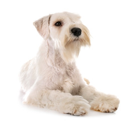 miniature schnauzer in studio