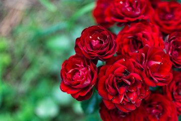 Beautiful red tea roses in the garden close-up