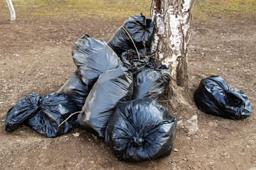 Pile of black plastic bags with garbage on the street near a birch tree