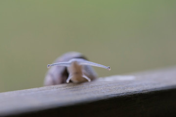 Front snail eyes.