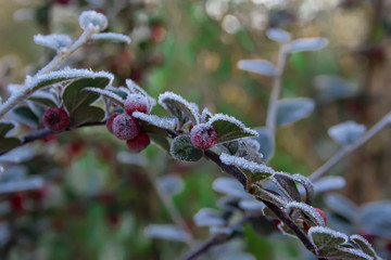 berries in hoarfrost. last fall evening. first signs of winter 2