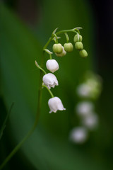 flowering lily of the valley. spring has come, fores 