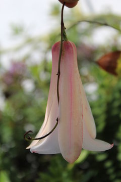 Macro background Lapageria - copihue flower
