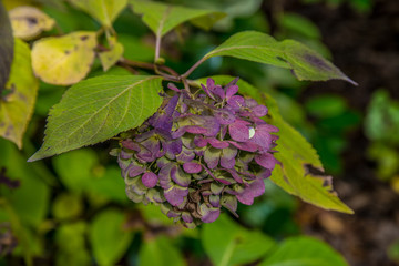 Hydrangea flower close up