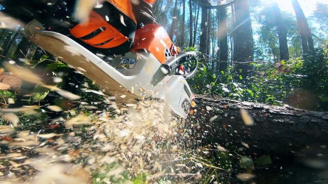 Tree trunk is getting cut with a chainsaw