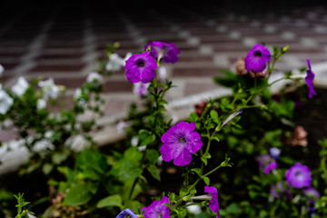 Very beautiful flowers