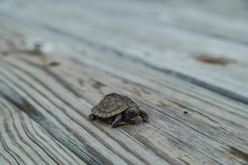 Baby box turtle
