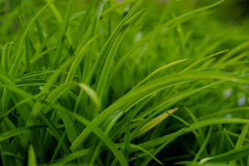 Texture, Background - Juicy Grass