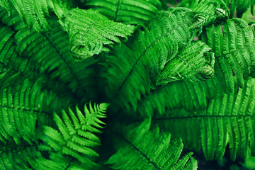 Beautiful fresh green fern leaves. Natural floral background. Greenery spring concept.