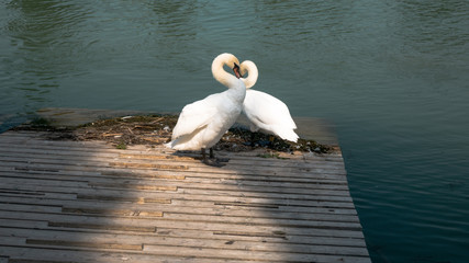 Two swans, their necks in heart shape