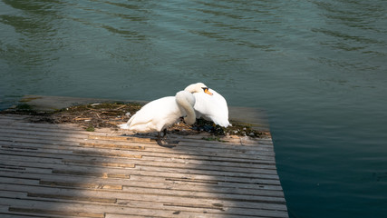 Pair of swans hugging