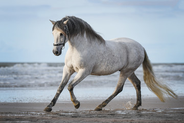 Andalusian stallion on the beach of Katwijk