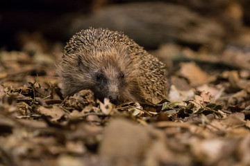 Portrait of a hedgehog in front.