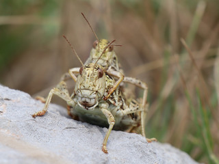 grasshopper copulation 