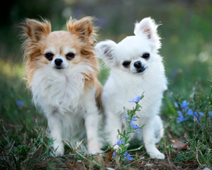 chihuahua in nature