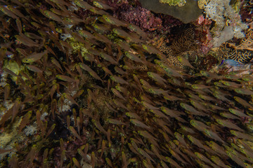 Fish swim in the Red Sea, colorful fish, Eilat Israel