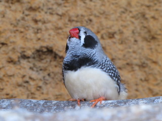 Little Bird in a Zoo near Palma de Mallorca, Spain