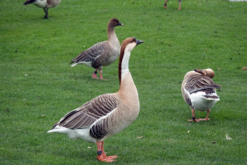 Nilgänse