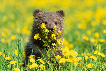 Brown bear cub playing on the summer field.