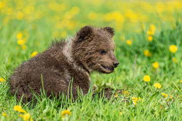 Brown bear cub playing on the summer field. © byrdyak