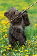 Brown bear cub playing on the summer field.