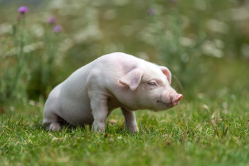 Young funny pig on a green grass