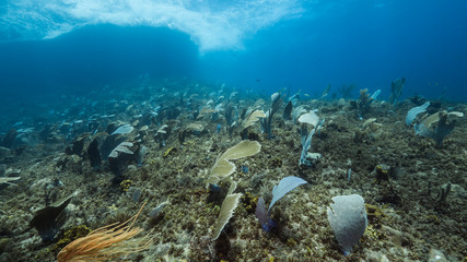 Seascape of coral reef in the Caribbean Sea around Curacao with gorgonian coral