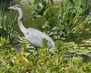 Beautiful Great Blue Heron Fishing at the Pond