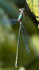leste vert 