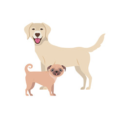 cute and adorable dogs on white background