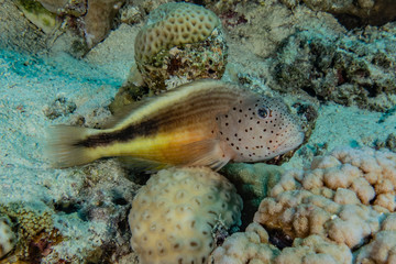 Fish swim in the Red Sea, colorful fish, Eilat Israel