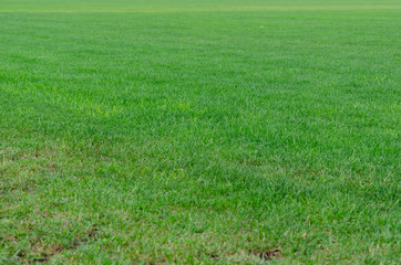 Green grass on the football field. Soccer stadium.