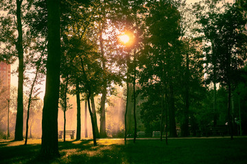 sunset in a city park in summer