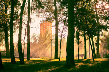 sunset in a city park in summer