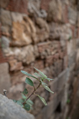 barrio gotico barcelona