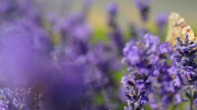 Lavender flowers in field with flying butterfly