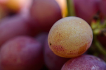 ripe grape berry