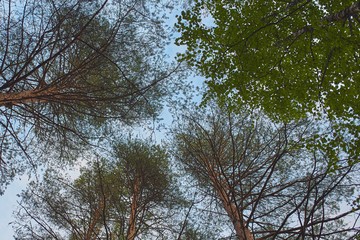 coniferous and deciduous trees removed from the bottom up