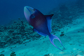Fish swim in the Red Sea, colorful fish, Eilat Israel
