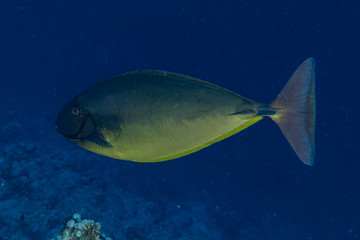 Fish swim in the Red Sea, colorful fish, Eilat Israel