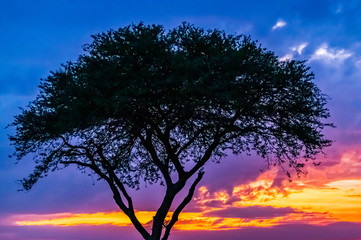 Obraz na płótnie Canvas African sunrise behind acacia tree