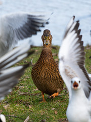 Awesome Duck With Noisy Seagulls