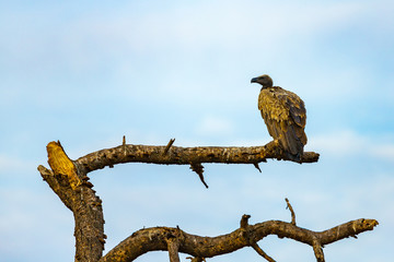 Perched vulture
