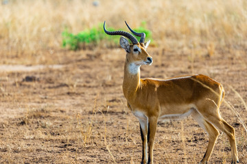 Lone Ugandan Kob