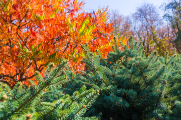 Autumn urban landscape on a Sunny day - yellow autumn trees in the Park, colorful red and orange leaves, and bright sky with clouds