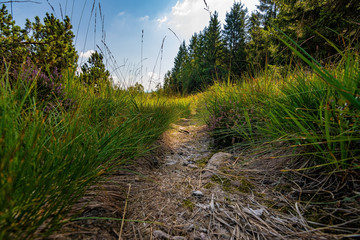 A natural path in the Black Forest / Schwarzwald