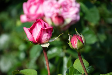 Rose flower closeup. Shallow depth of field. Spring flower of pink rose